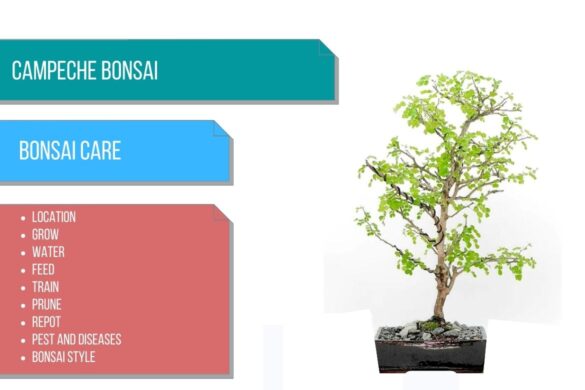 Campeche Bonsai Care