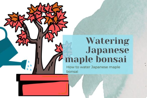 Watering Japanese Maple Bonsai The Ultimate Watering Guide