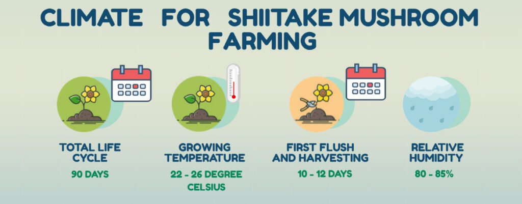 infographic for Climate for Shiikate mushroom cultivation
