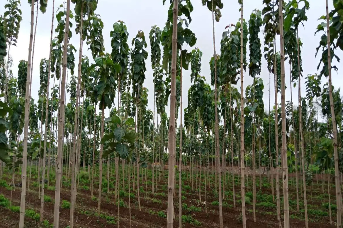 Sagwan /Teak Wood Tree Plantation and cultivation