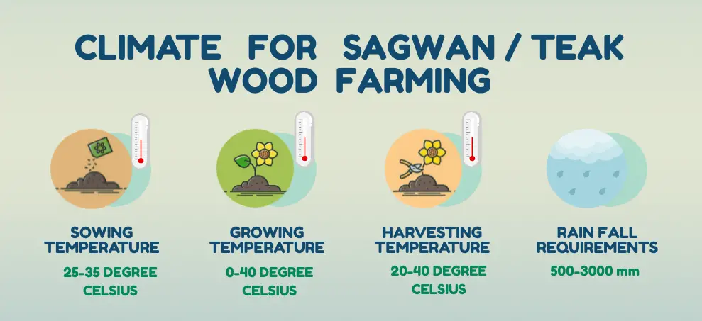 Sagwan tree Teak Wood Tree segun tree Plantation and cultivation