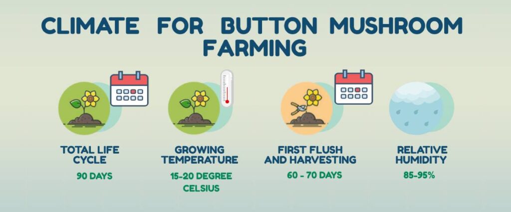 infographic for Climate for button mushroom cultivation