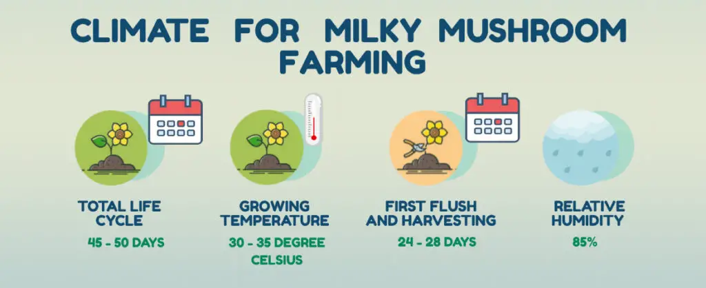 infographic for Climate for milky mushroom cultivation