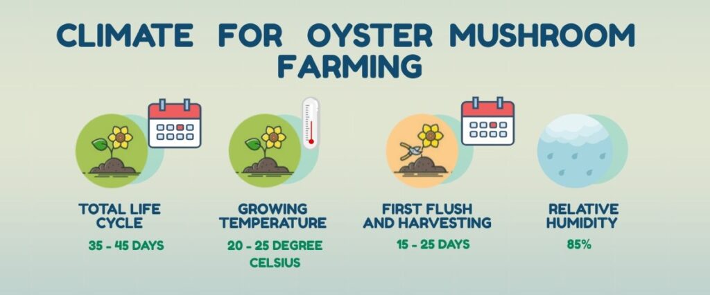 infographic for Climate for oyster mushroom cultivation