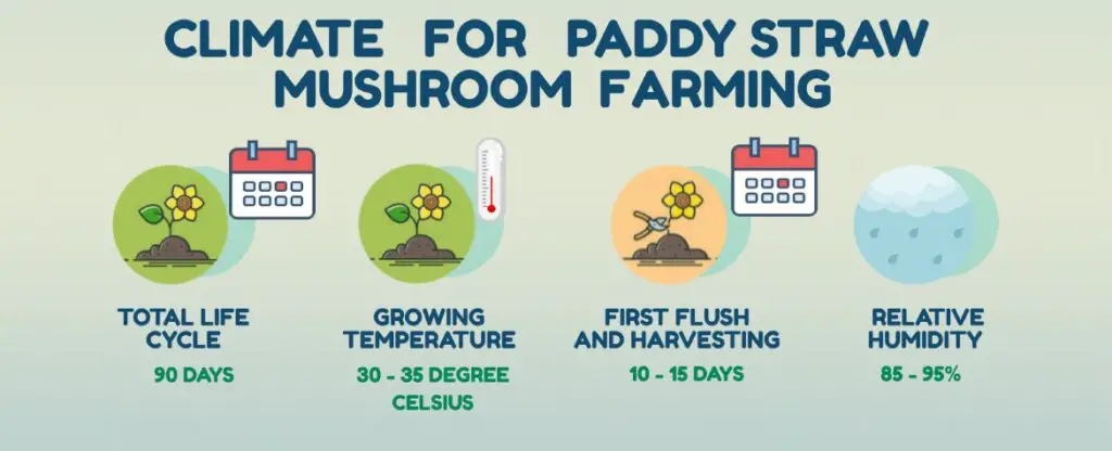 infographic for Climate for paddy straw mushroom cultivation