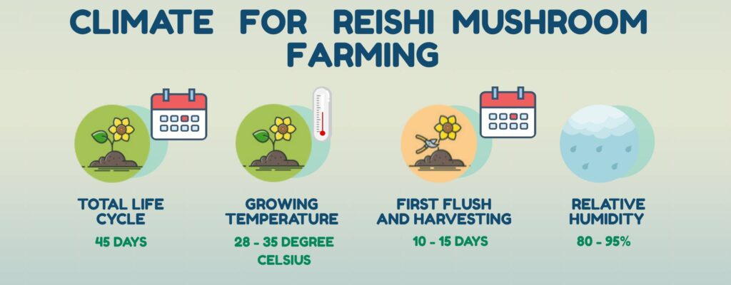 infographic for Climate for reishi mushroom cultivation