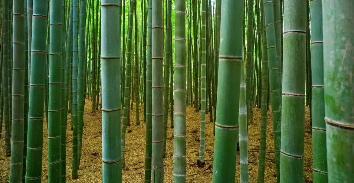 Bamboo farming In India, market and cost