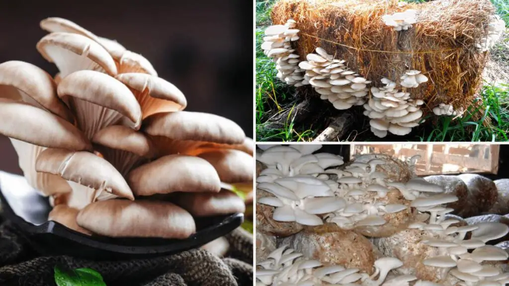 guide to oyster mushroom farming in India