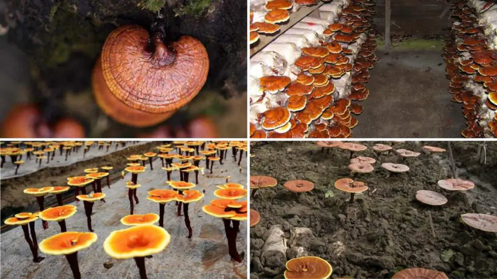 guide to Reishi mushroom farming in India