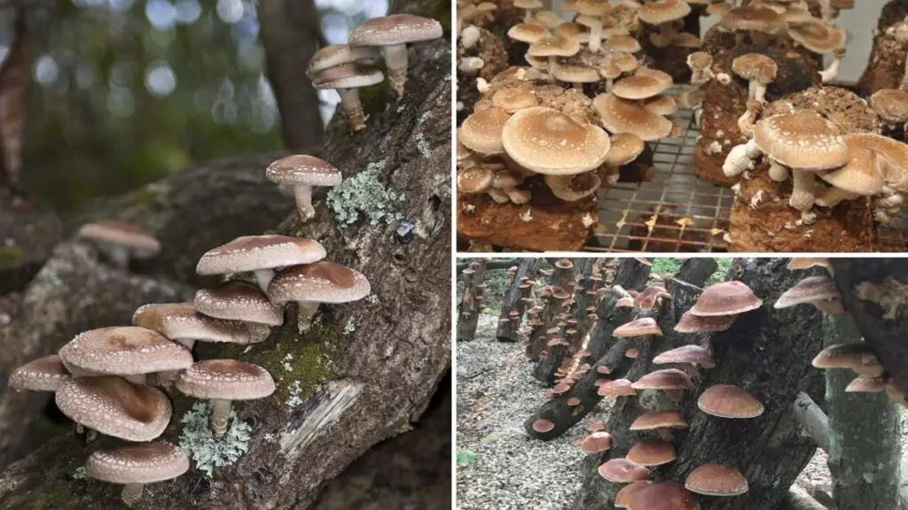 guide to Shiitake mushroom farming in India