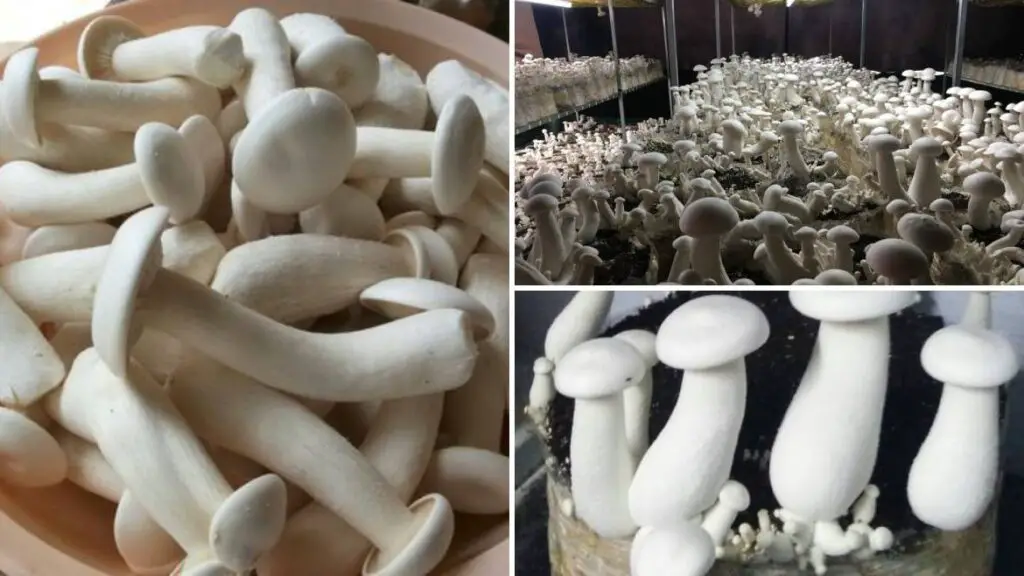 guide to milky mushroom farming in India