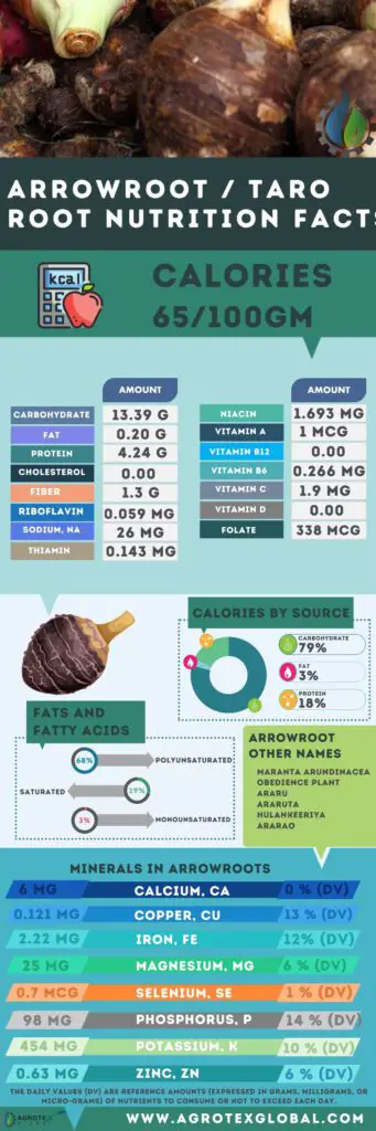 Arrowroot NUTRITION FACTS calorie chart infographic
