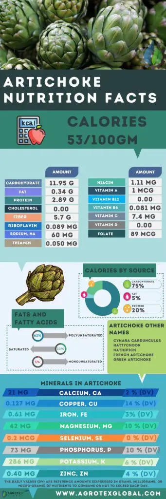 Artichoke NUTRITION FACTS calorie chart infographic