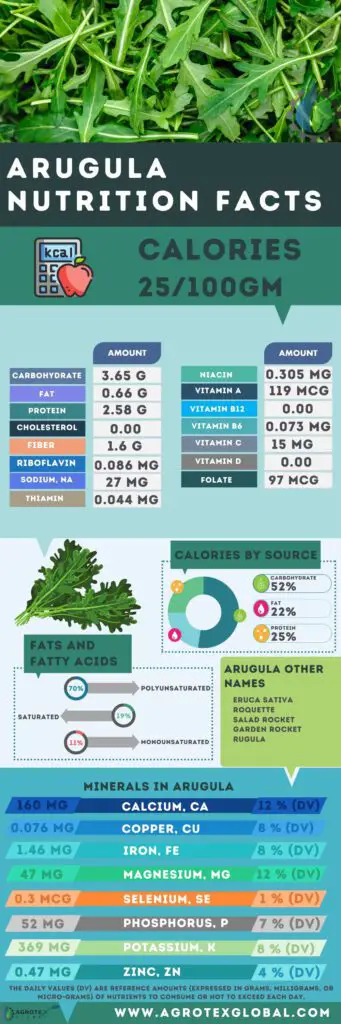 Arugula NUTRITION FACTS calorie chart infographic