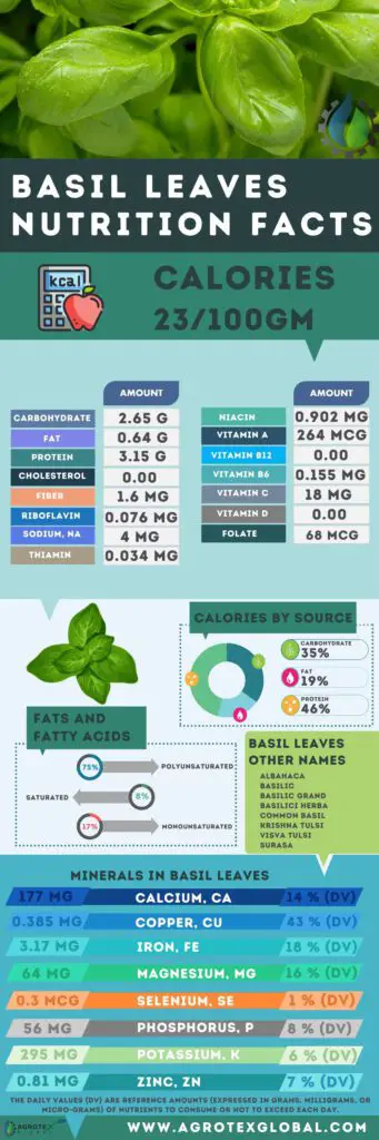Basil Leaves nutrition facts calorie chart infographic
