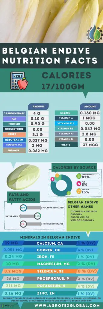 Belgian Endive NUTRITION FACTS calorie chart infographic