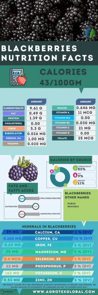 Blackberries NUTRITION FACTS calorie chart infographic