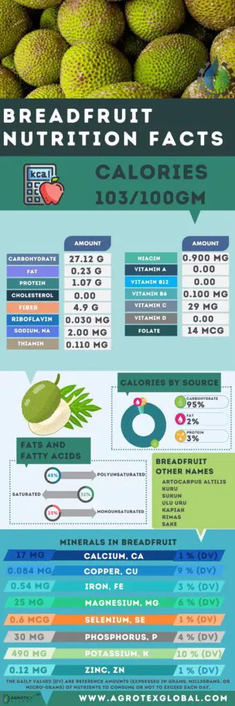 Breadfruit NUTRITION FACTS calorie chart infographic