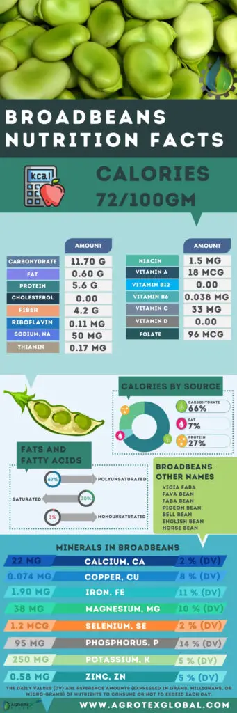 Broadbeans NUTRITION FACTS calorie chart infographic
