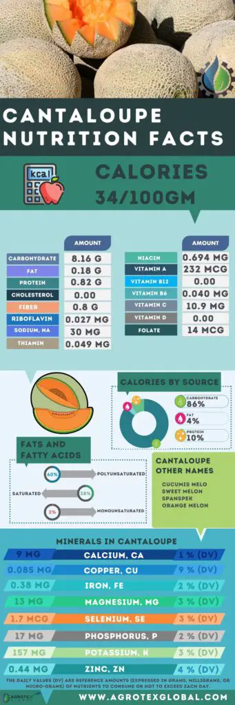Cantaloupe NUTRITION FACTS calorie chart infographic