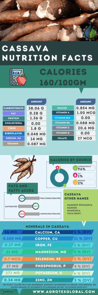 Cassava NUTRITION FACTS calorie chart infographic