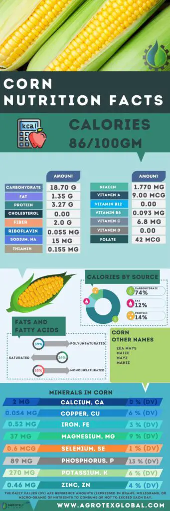Corn NUTRITION FACTS calorie chart infographic