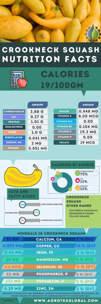 Crookneck squash NUTRITION FACTS calorie chart infographic