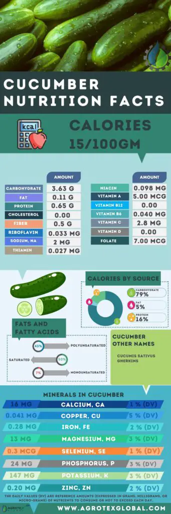 Cucumber NUTRITION FACTS calorie chart infographic