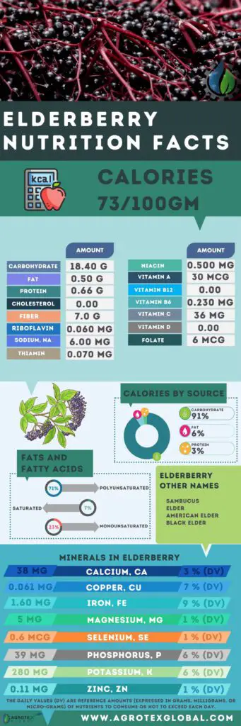 Elderberry NUTRITION FACTS calorie chart infographic