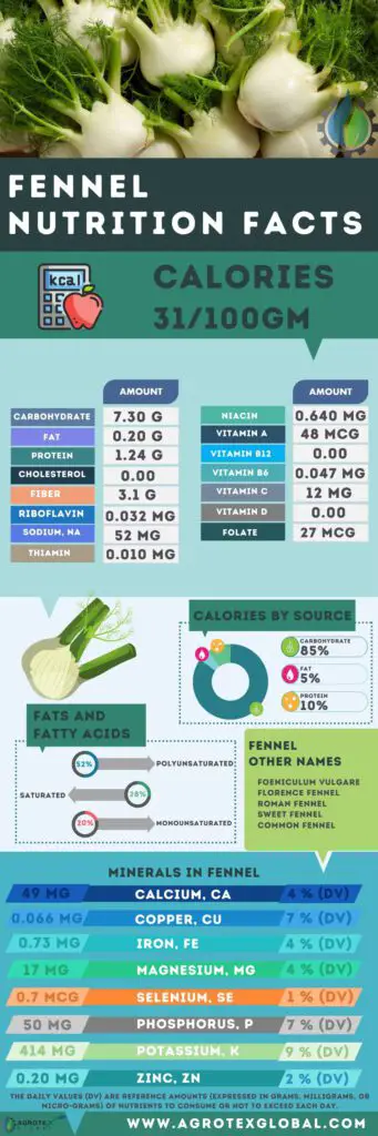 Fennel NUTRITION FACTS calorie chart infographic