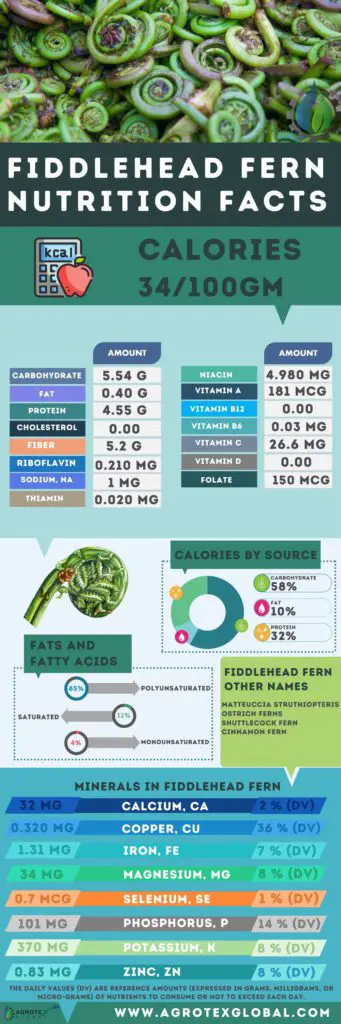 Fiddlehead fern NUTRITION FACTS calorie chart infographic