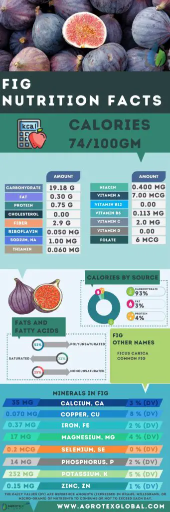 Fig NUTRITION FACTS calorie chart infographic