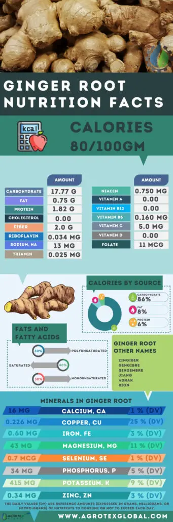 Ginger root NUTRITION FACTS calorie chart infographic