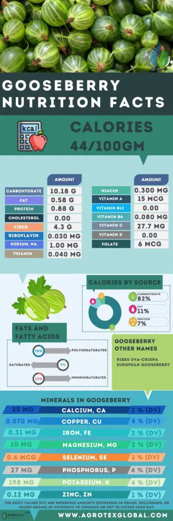 Gooseberry NUTRITION FACTS calorie chart infographic