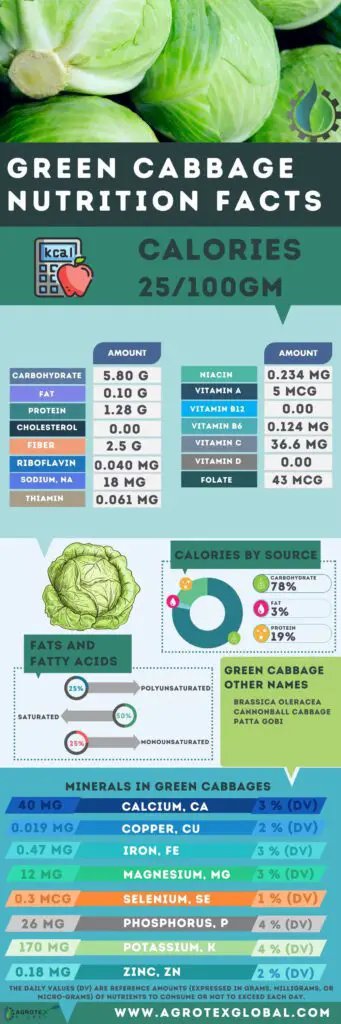Green Cabbage NUTRITION FACTS calorie chart infographic