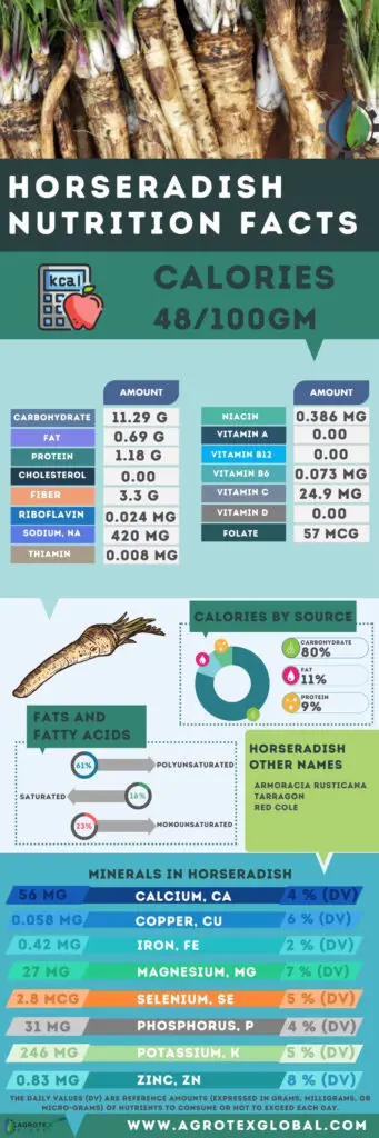 Horseradish NUTRITION FACTS calorie chart infographic