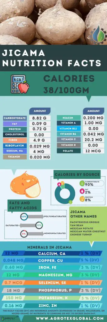 Jicama NUTRITION FACTS calorie chart infographic