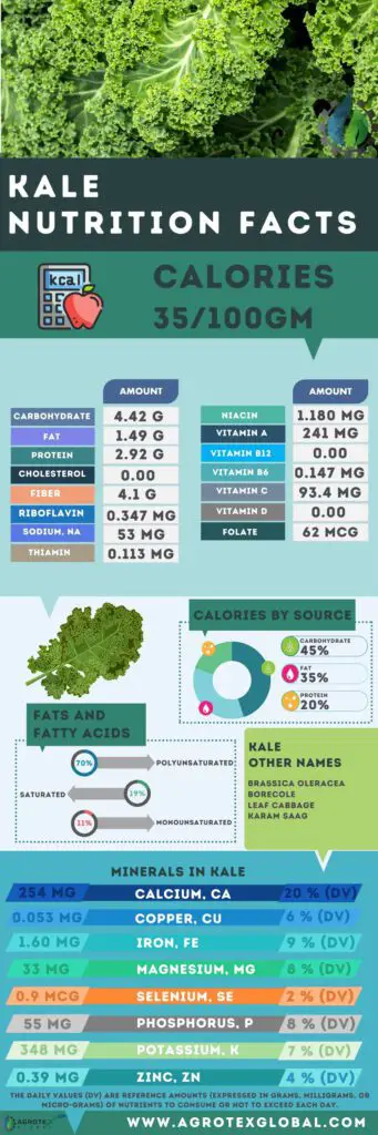 Kale NUTRITION FACTS calorie chart infographic