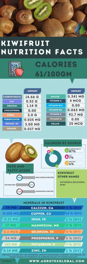 Kiwifruit NUTRITION FACTS calorie chart infographic