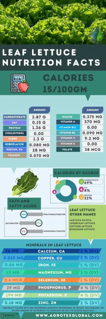 Leaf lettuce NUTRITION FACTS calorie chart infographic