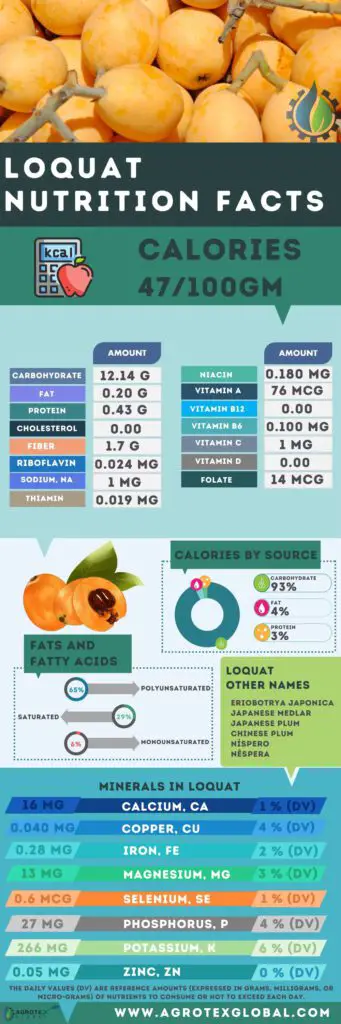 Loquat NUTRITION FACTS calorie chart infographic