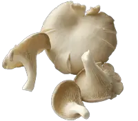 OYSTER MUSHROOM nutrition calorie content