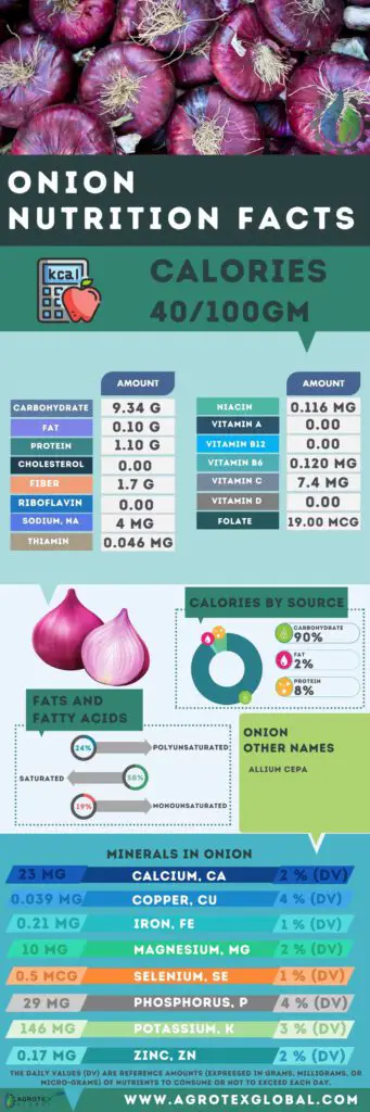 Onion NUTRITION FACTS calorie chart infographic