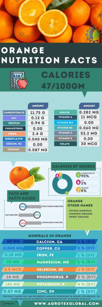 Orange NUTRITION FACTS calorie chart infographic