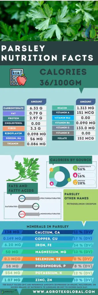 Parsley NUTRITION FACTS calorie chart infographic