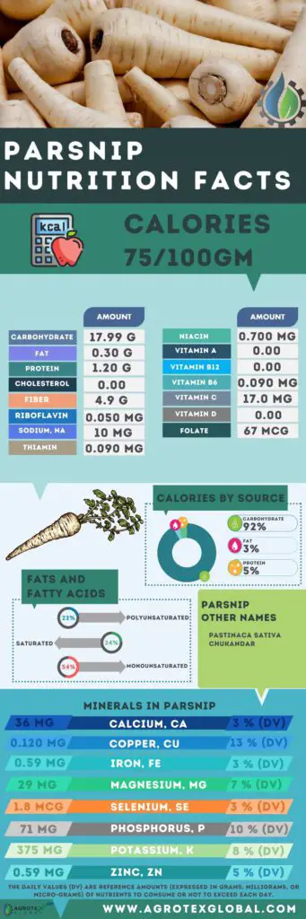 Parsnip NUTRITION FACTS calorie chart infographic