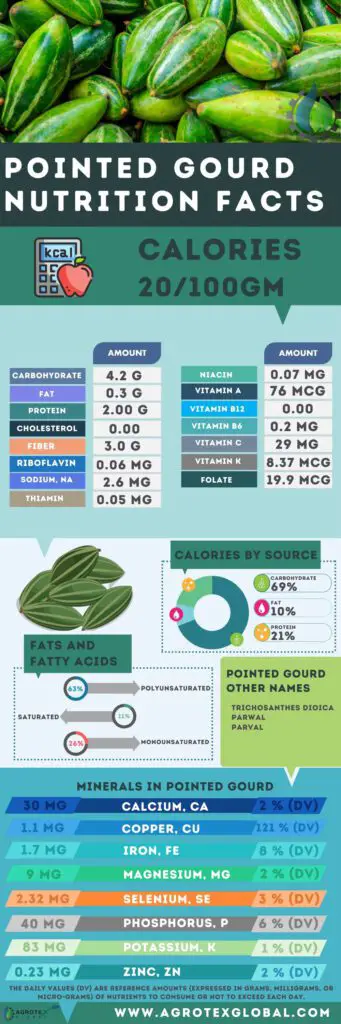 Pointed Gourd NUTRITION FACTS calorie chart infographic