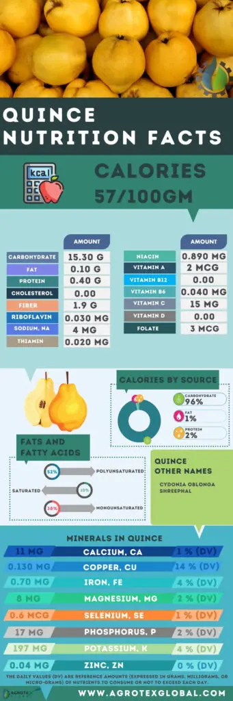 Quince NUTRITION FACTS calorie chart infographic