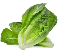 romaine lettuce nutrition calorie content