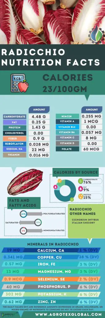 Radicchio NUTRITION FACTS calorie chart infographic
